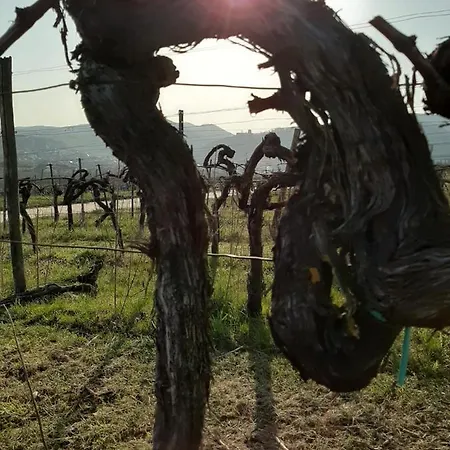Ferienweingut Schaefer Lägenhet *