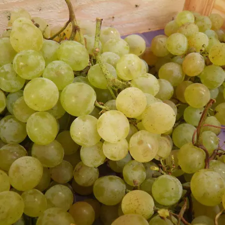 Ferienweingut Schaefer * Gocklingen