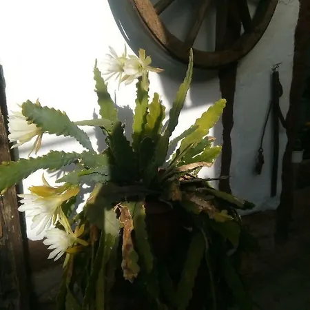 Weingut-ferienhof Schäfer Apartment Gocklingen