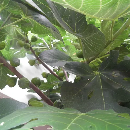 Ferienweingut Schaefer *