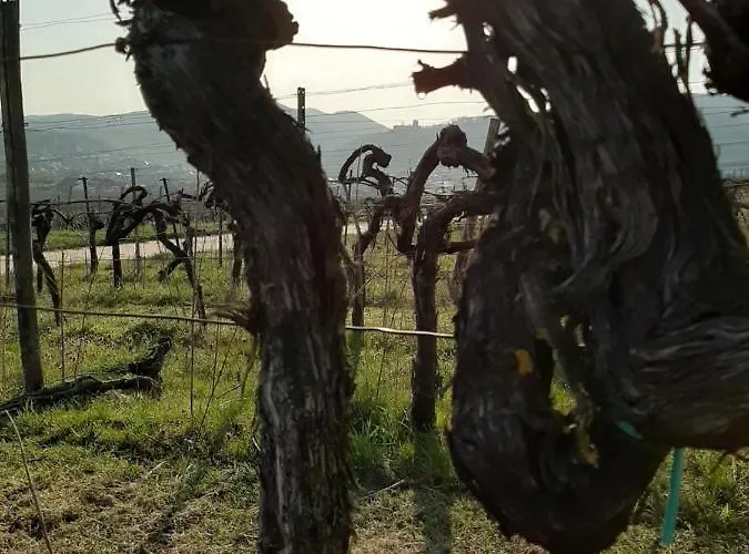 Ferienweingut Schaefer דירה *