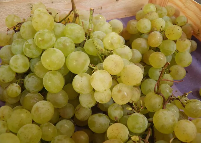 Ferienweingut Schaefer * Gocklingen