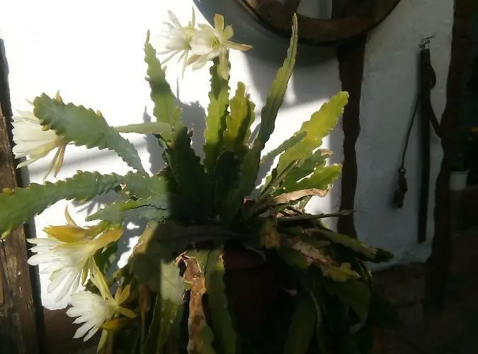 Ferienweingut Schaefer Apartamento Gocklingen