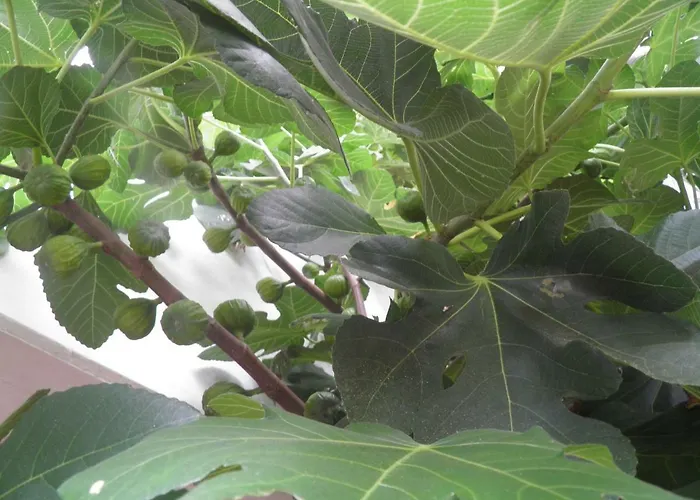 Ferienweingut Schaefer *